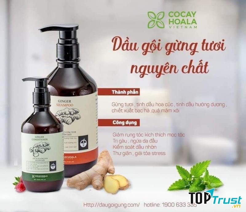 Dầu gội gừng hoàn toàn từ thiên nhiên, không gây kích ứng cho da đầu