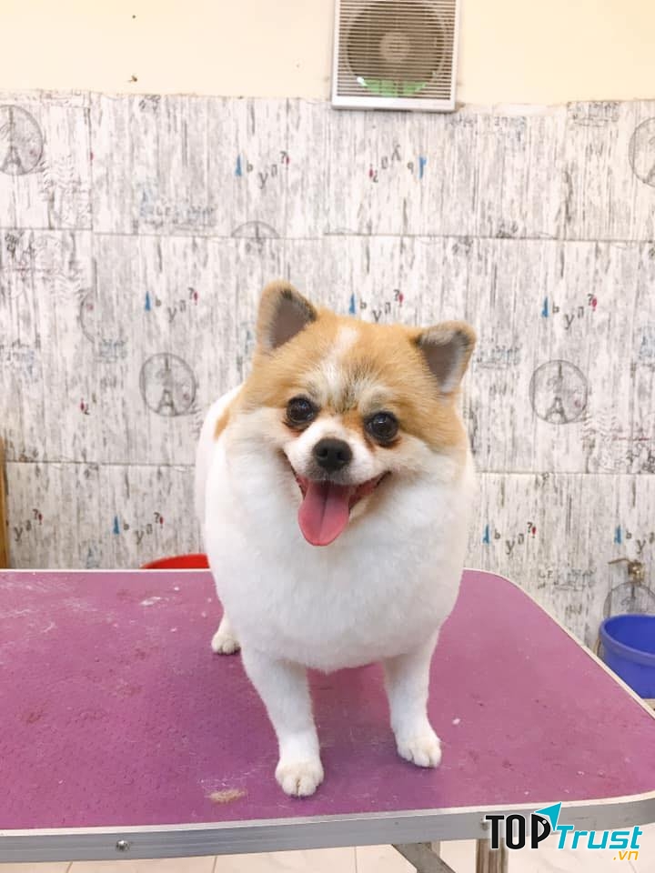 ĐẬU Pet Shop