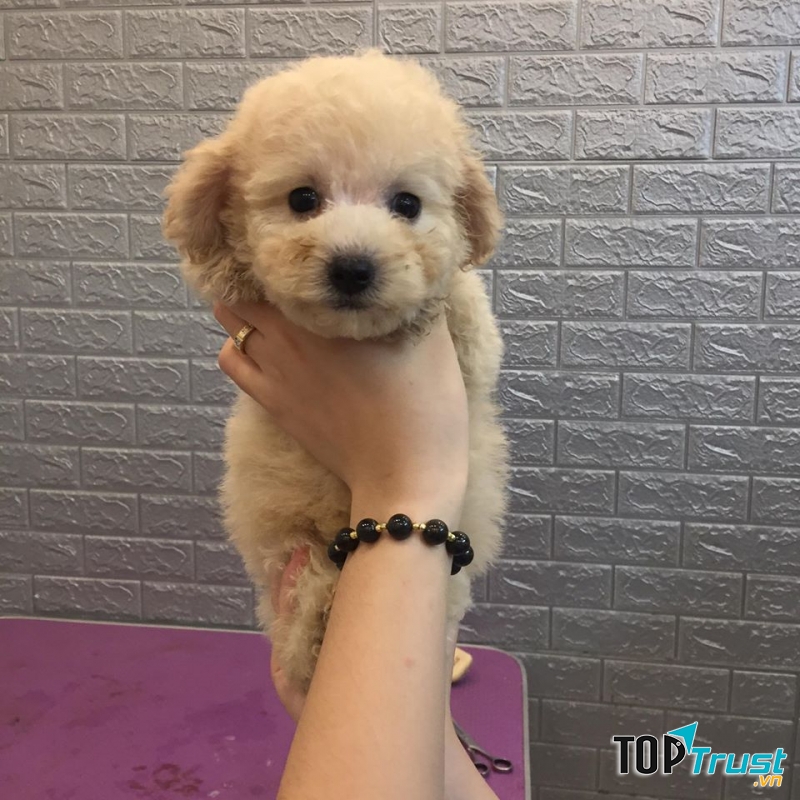 ĐẬU Pet Shop