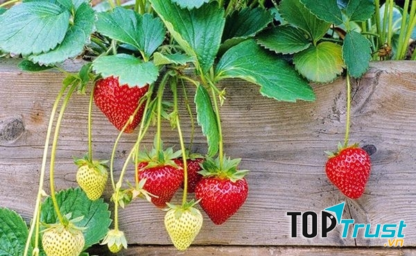 Quả dâu tây to tròn và căng mọng, màu sắc đẹp mắt