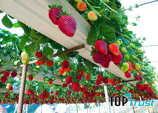 Đến với Mộc Châu, bạn đừng quên dành thời gian tới thăm những vườn dâu tây trĩu quả