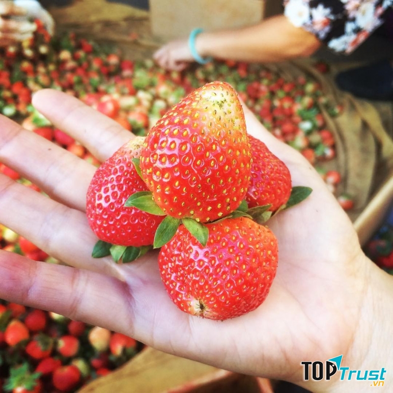 Những quả dâu Tây trĩu mọng hấp dẫn