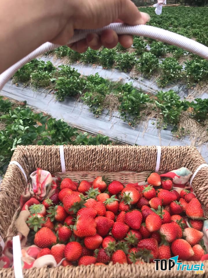 Ngoài ưu điểm giống Nhật, quả to mọng rất thơm thì khâu đóng gói cũng rất kỹ càng