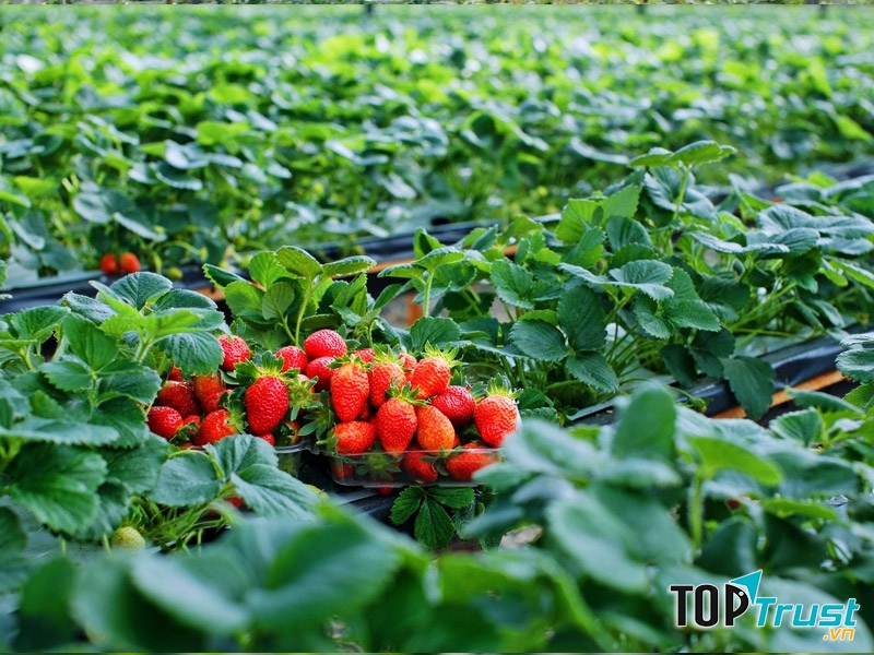 Dâu tây giúp giảm cân thần tốc và giúp da căng mọng