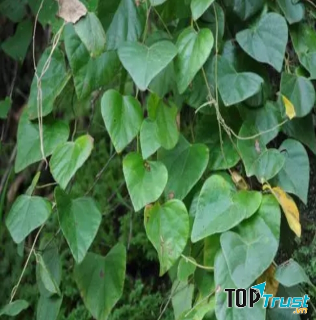 Dây đau xương chữa đau xương khớp