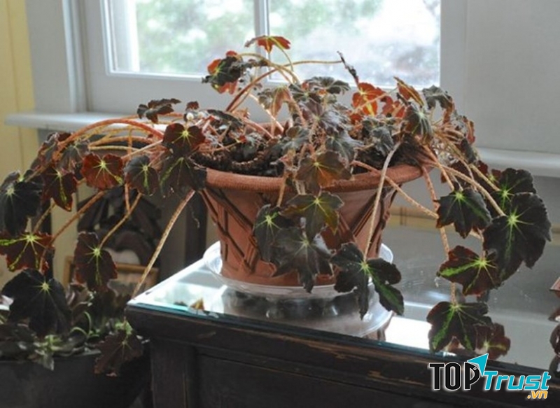 Để cây cảnh đã chết trong nhà hoặc ngoài sân