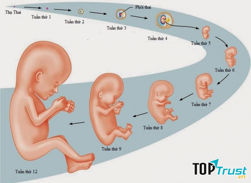 Từng giai đoạn trong quá trình sinh trưởng của em bé