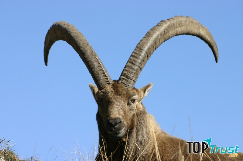 Dê núi Pyrenean Ibex