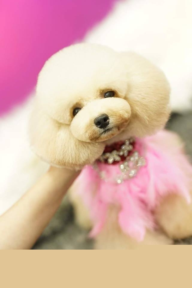 Dejay's Grooming