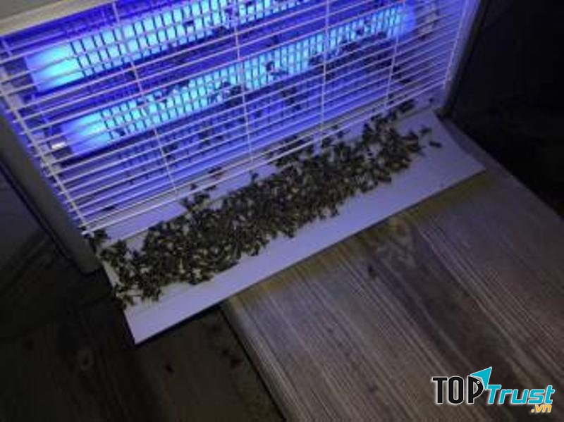 Đèn bắt muỗi kill pest