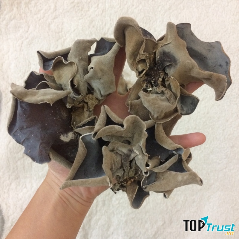 Nấm mèo đen - giảm nồng độ kết dính của máu