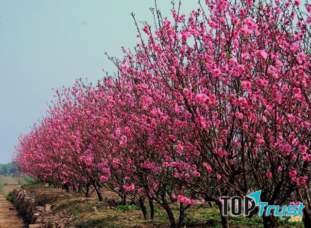 Hoa đào ngày Tết