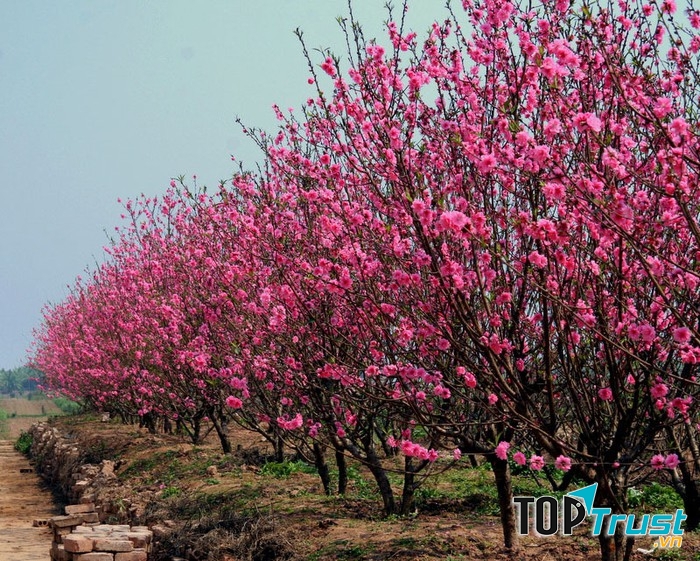 Đi chợ tết mua hoa
