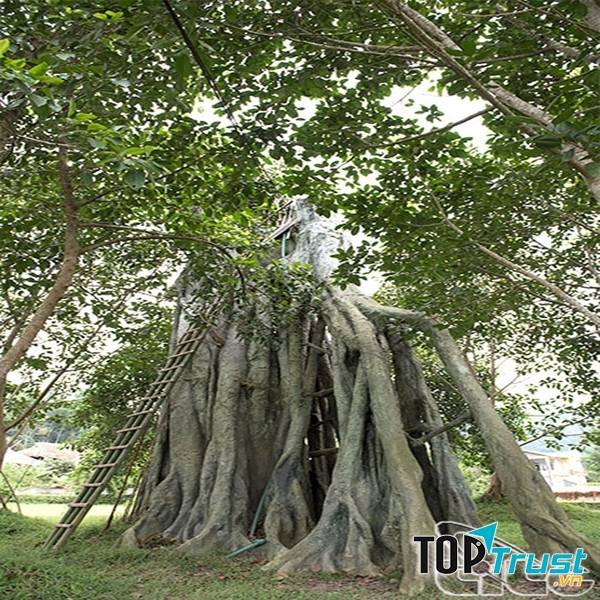 Di tích lịch sử cây đa Tân Trào - Sơn Dương - Tuyên Quang