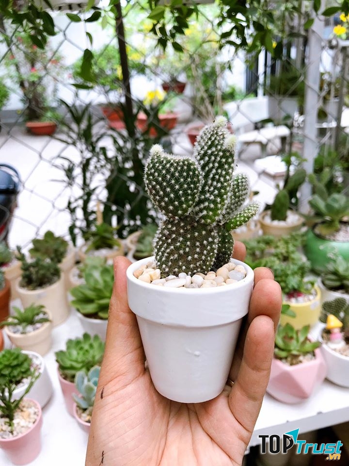 Xương rồng, Sen đá Hố Nai - Biên Hoà