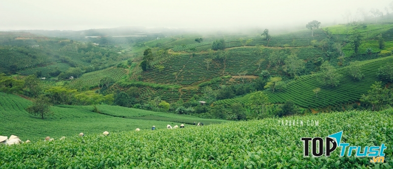 Cầu Đất – đồi chè xanh bạt ngàn