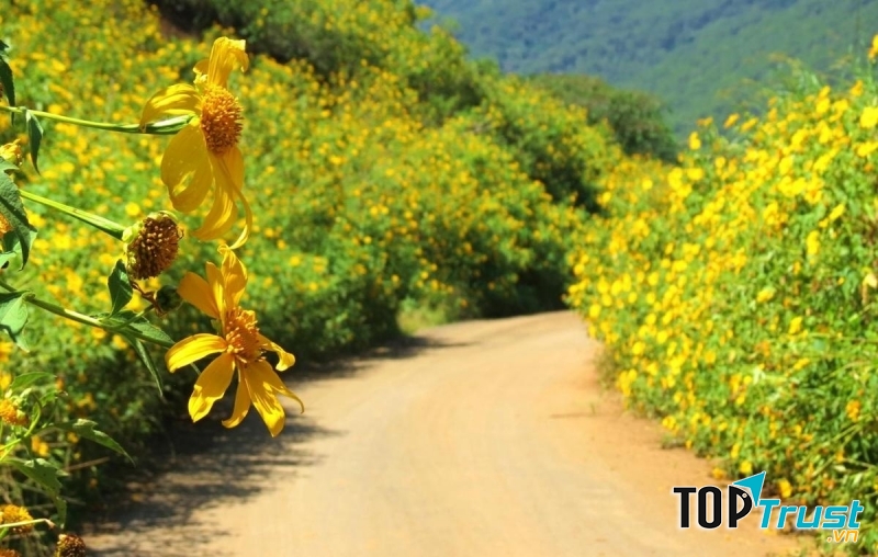 Đà Lạt – Khám phá mùa dã quỳ vàng rực