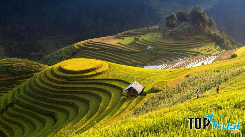 Mù Cang Chải – Trải nghiệm mùa lúa chín