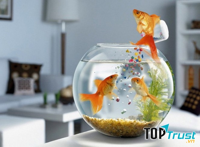 Dịch vụ cho thuê cá vàng