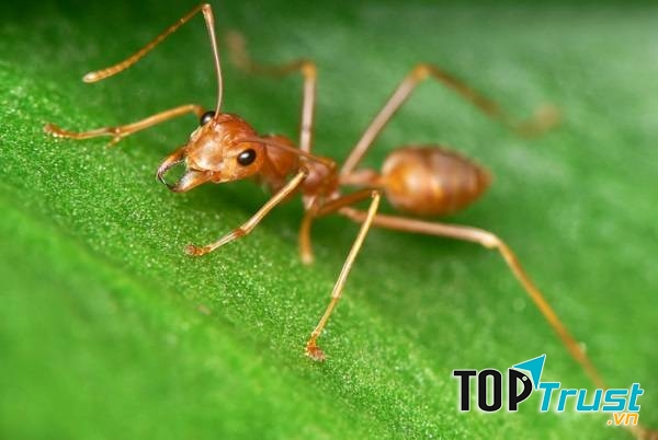 Thành Công sử dụng các phương pháp diệt kiến hiện đại và tiên tiến nhất hiện nay. Đảm bảo diệt tận gốc kiến mà không gây ô nhiễm môi trường.﻿