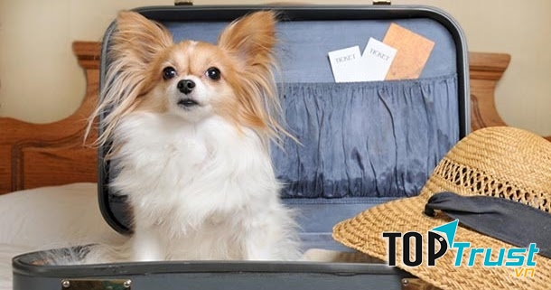 Phuong Anh Petmart - Chuyên cung cấp sản phẩm, dịch vụ dành cho thú cưng