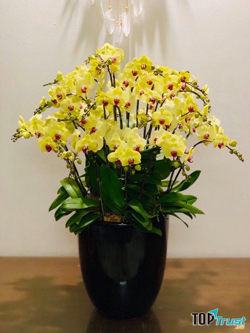 Dịch vụ hoa tươi Shop Hoa Vip