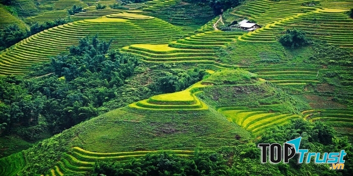 Ruộng bậc thang ở Sapa