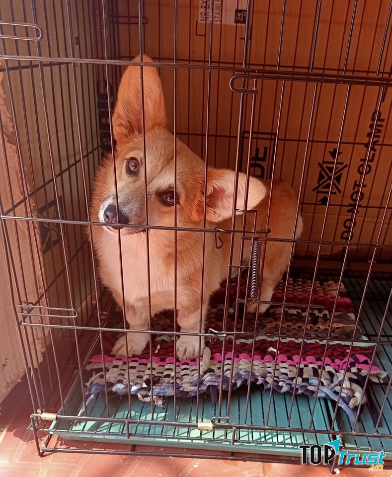 Dịch Vụ Thú Y Tận Nhà - Gia Lai