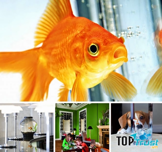 Dịch vụ thuê cá vàng ở chuỗi khách sạn và nhà hàng Kimpton
