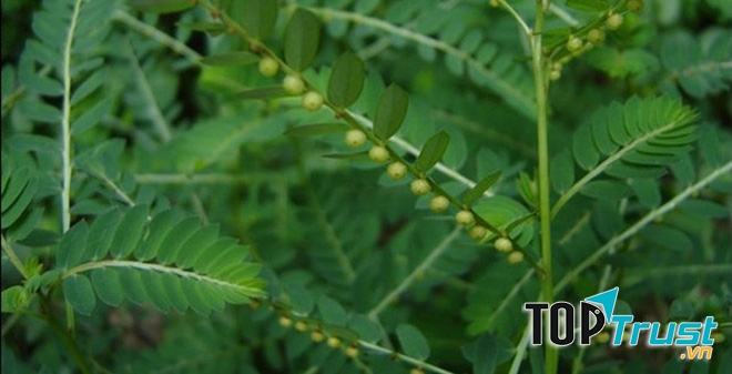 Diệp hạ châu giải độc gan hiệu quả