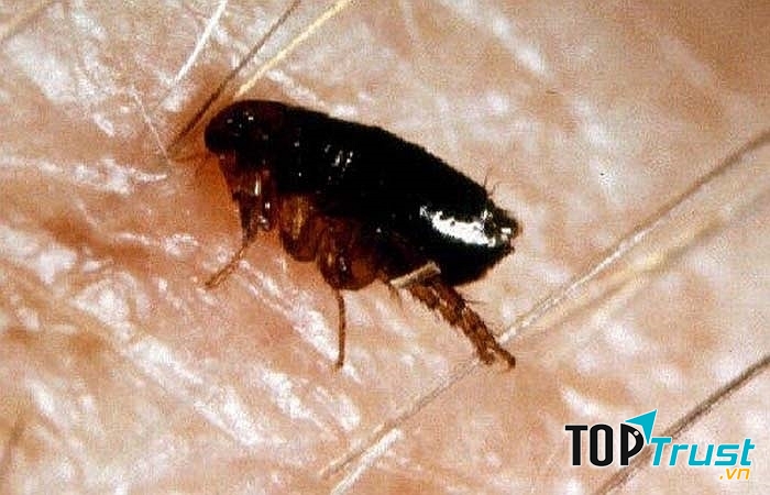 Bọ chét gây ra những vết ngứa kinh hoàng