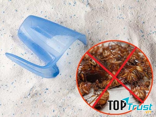 Diệt gián bằng nước xà phòng