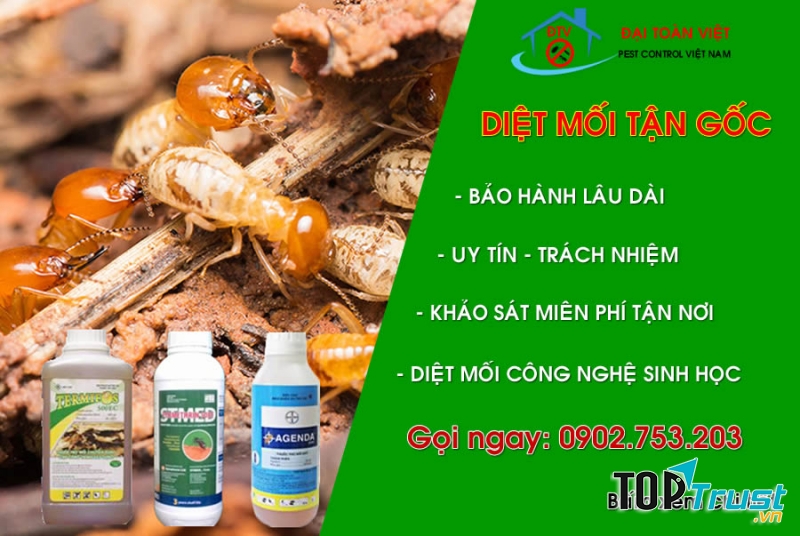Công ty diệt Mối Đại Toàn Việt