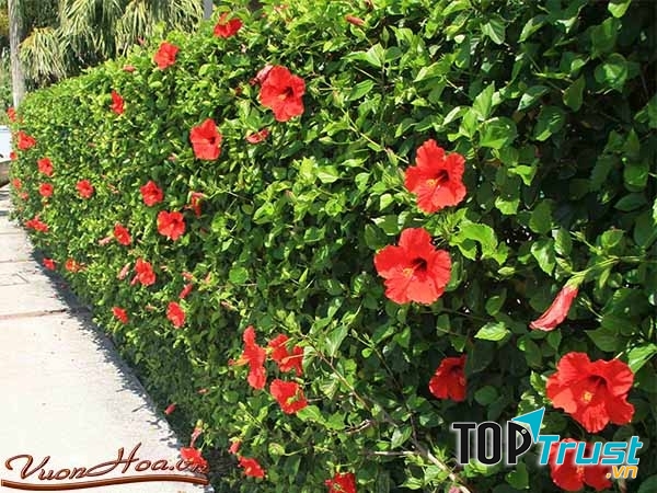 Điều kinh từ cây hoa râm bụt