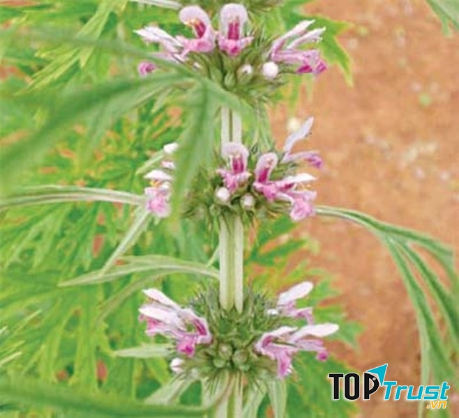 Điều kinh từ cây ích mẫu.