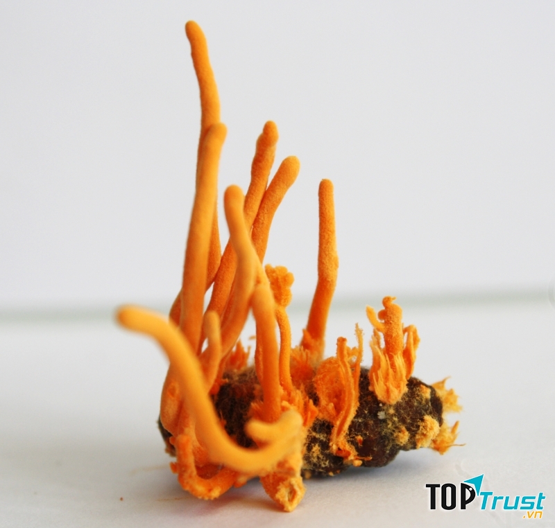 Đông trùng hạ thảo