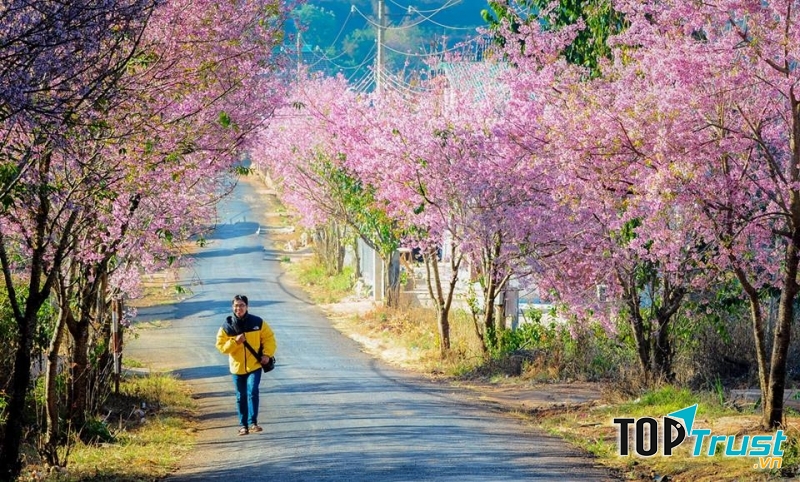 Mùa hoa mai anh đào