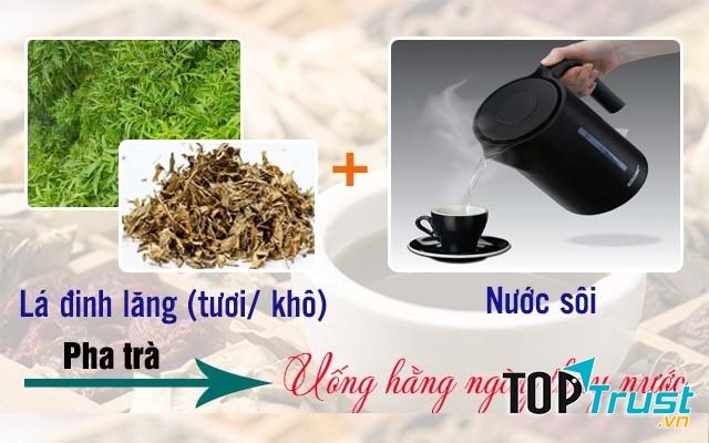 Dùng nước trà đinh lăng thay cho nước uống hằng ngày sẽ cho kết quả tốt khi chữa rối loạn tiền đình