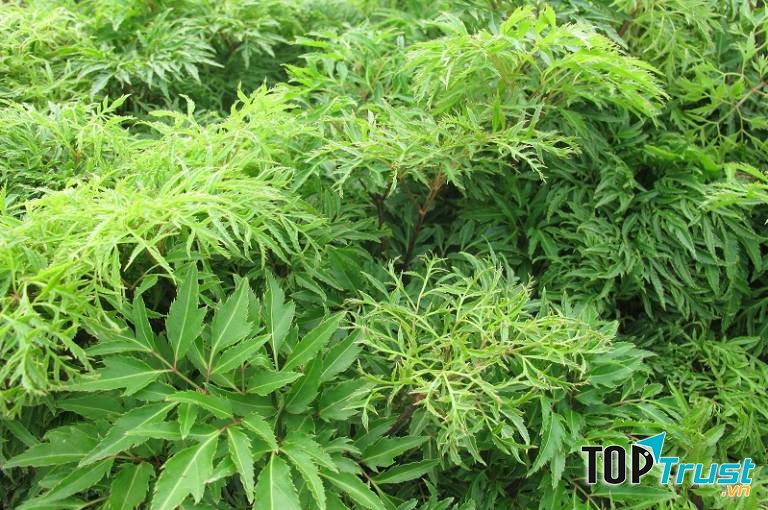 Đinh lăng chữa mất ngủ