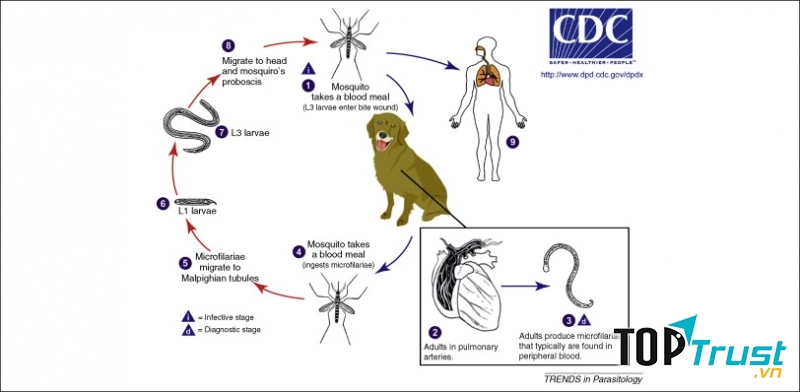 Dirofilaria immitis  - Nguồn Internet
