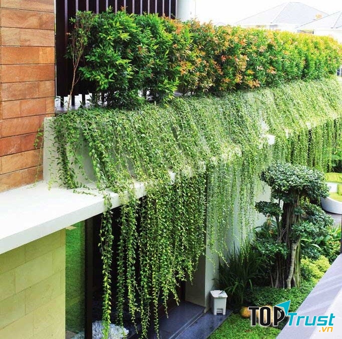 DNGREEN- công ty cây xanh và cho thuê cây xanh