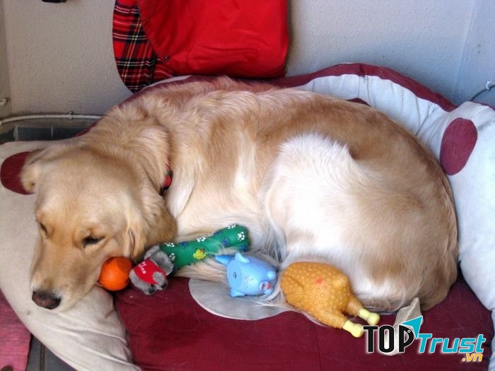 Đồ chơi của thú cưng dễ mang mầm bệnh