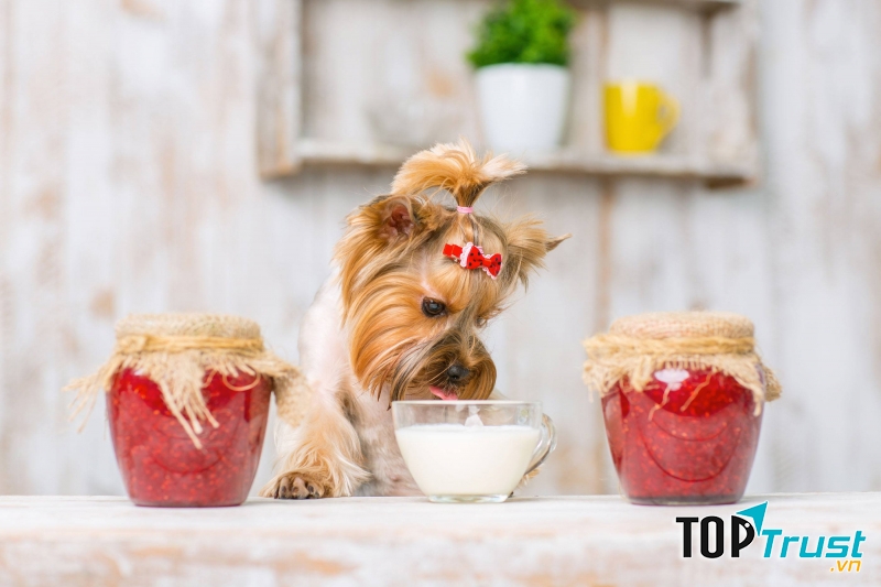 Đồ chơi của thú cưng dễ mang mầm bệnh