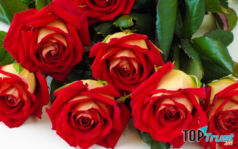 Những bông hoa xinh xắn luôn là món quà tặng ý nghĩa