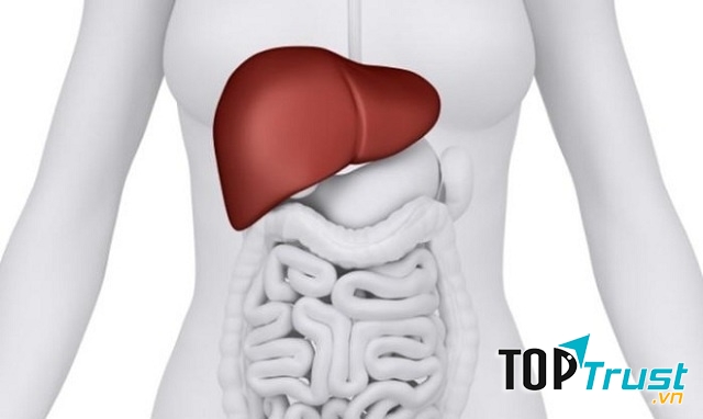 Sự trục trặc của một số cơ quan nội tạng cũng gây quầng thâm