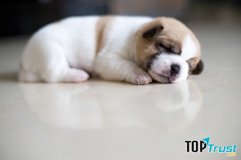 Nhận nuôi chó từ 8 tuần tuổi là hợp lý nhất để bạn và cún có thể nhanh chóng hiểu được nhau