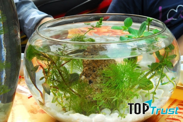 Người tuổi Tý nên chọn bế cá cảnh để mang lại may mắn