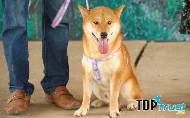 Hàm răng chú trắng bóng, sắc lẻm