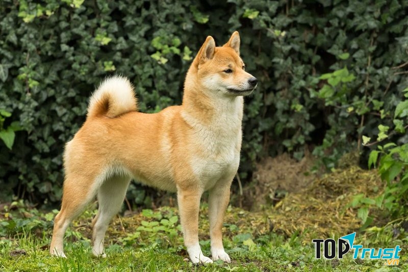 Cả nhà em ai cũng yêu quý Lu Lu, coi nó như là một thành viên không thể thiếu của gia đình