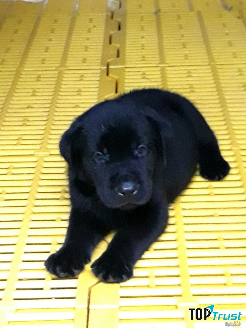 Đôi mắt sáng, màu đen huyền